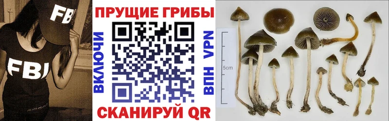 Купить где  Макарьев  Галлюциногенные грибы Cubensis 